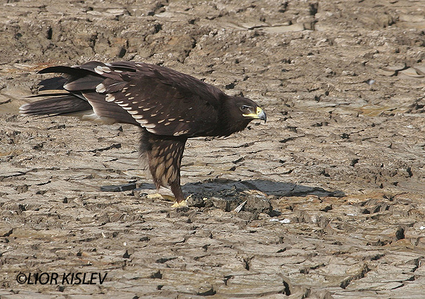  עיט צפרדעים  Greater Spotted Eagle   Aquila clanga                  צעיר בעמק עכו אוקטובר 2005